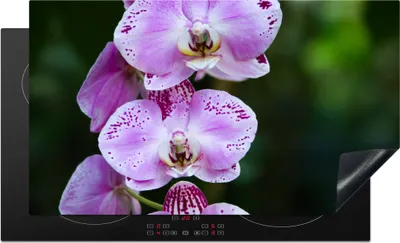 Produktbild von KitchenYeah© Herdabdeckplatte Blühende Orchideen , 89x51cm, Küche Deko, Glaskeramikkochfeld Herdabdeckung, Abdeckplatte fùr Kochfeld