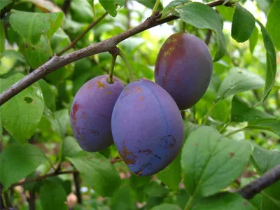 Produktbild von Hauszwetsche kleinbleibend als Zwergobst 110-140 cm 7,5 Liter Topf Wangenheims