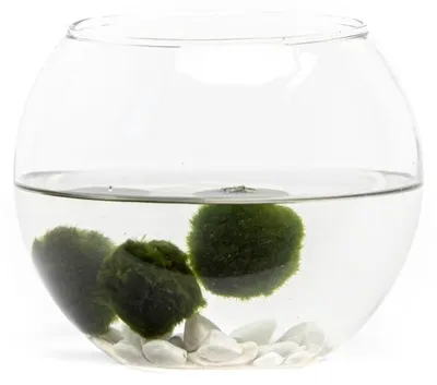 Obrázek produktu pro Gardners Skleněná váza boule 17 cm a 3 řasokoule