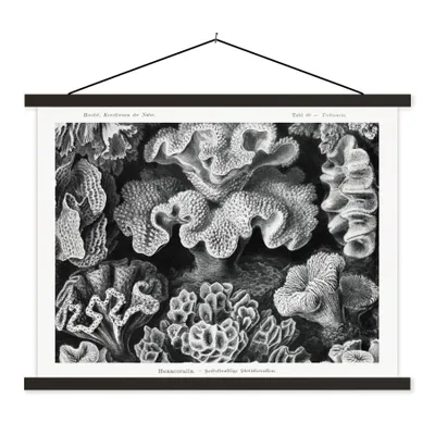 Produktbild von MuchoWow® Textilposter Kunst - Koralle - Ernst Haeckel - Alte Meister - Natur 150x113 cm mit holzfarbenen Rahmen - Poster