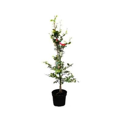 Produktbild von Fagus sylvatica, Rotbuche, 80–100 cm