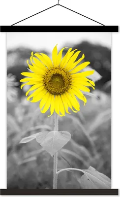 Produktbild von MuchoWow® Textilposter Blumen - Sonnenblume - Gelb - Schwarz - Weiß 60x90 cm mit schwarzem Rahmen - Poster Wohnzimmer