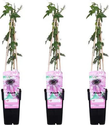 Obrázok produktu pre Mucenka Passiflora ‘Purple Haze’ - 3 rastliny, Ø15cm x 65cm - exotická dekorácia