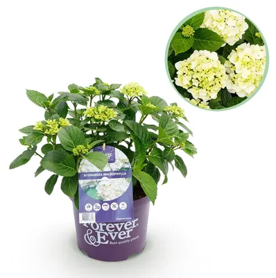 Produktbild von Hydrangea Macrophylla, Balkonkaskade, 23 cm hoch, mit 7-12 Blüten