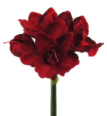 Produktbild von Künstliche Amaryllis 66cm | Kunstblume mit 4 Blüten Dunkelrot