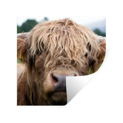 Produktbild von MuchoWow® Wandtattoo Wandsticker Wandaufkleber Schottische Highlander - Gras - Wald 30x30 cm Selbstklebend und Repositionierbar - Repositionierbar - Wasser abweisend