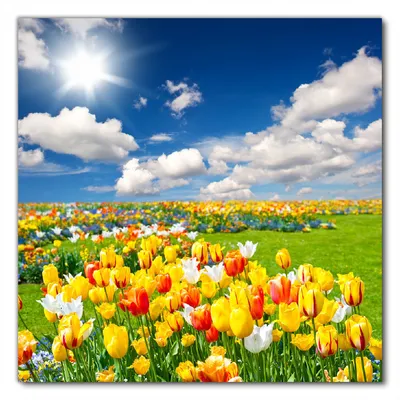 Produktbild von Wallario selbstklebende Möbelfolie/ Tischdecke für Innen und Außen, Größe: 70 x 70 cm - Tulpenwiese unter blauem Himmel