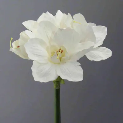 Produktbild von Künstliche Amaryllis 66cm | Kunstblume mit 4 Blüten Weiß