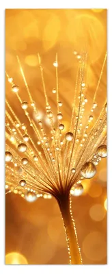 Produktbild von Glasbild 40x100cm in XXL für Wohnzimmer, Schlafzimmer Motiv Löwenzahn Tropfen