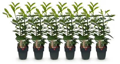 Image de Green boutiQ - Plantes de haie - Prunus laurocerasus Novita - feuillage vert - 6 plants - 1 mètre linéaire - à feuillage persistant - pot de 17 cm, hauteur 50 cm