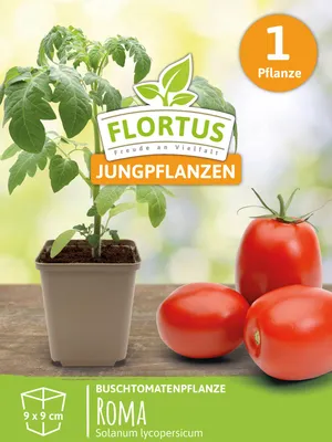 Produktbild von Buschtomatenpflanze Roma | Tomatenpflanzen von FLORTUS, Menge:1 Pflanze