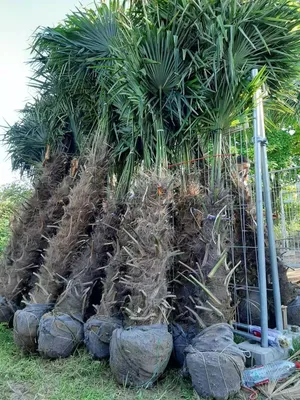Produktbild von Palme Hanfpalme Trachycarpus Fortunei ca. Höhe: 250cm - 270cm Höhe Winterhart –19 °C, Stamm: 150cm,  Qualität Premium