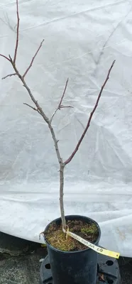 Image de Malus domestica 'MM106' (Marcotte) / Pommier