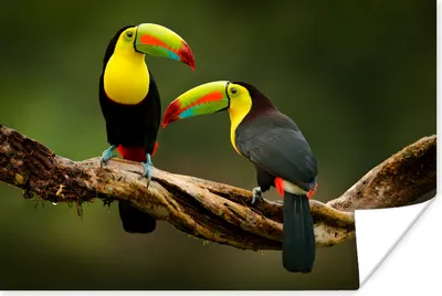 Produktbild von MuchoWow® Poster Vögel - Tukan - Zweig - Tiere - Regenbogen 180x120 cm - Fotoplakat