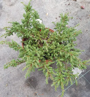 Image de Juniperus communis 'Repanda' / Genévrier commun