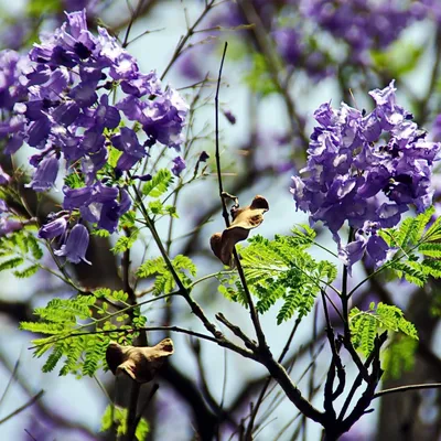 Obrázok produktu pre Modrý jacaranda (Jacaranda mimosifolia)  – 10 semien
