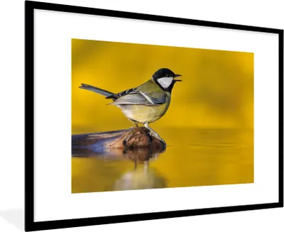 Produktbild von MuchoWow® Gerahmtes Poster Kohlmeise - Vogel - Wasser 90x60 cm - Poster mit Schwarzem Bilderrahmen Wandposter Rahmen Foto Bilder - Wanddekoration - Fotos
