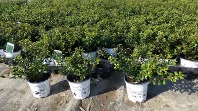 Produktbild von 50 Stück Ilex crenata Stokes Heckenpflanze Buchsbaum Ersatz winterhart + robust