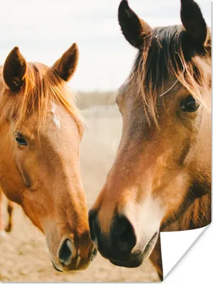 Produktbild von MuchoWow® Poster Pferd - Strand - Tiere 30x40 cm - Wandplakat - Poster Kinderzimmer