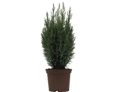Obrázek produktu pro Cypřišek lawsonův Ellwoodii FloraSelf výška 20-30 cm květináč 2 l