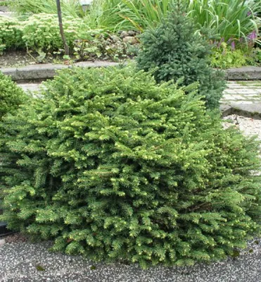 Produktbild von Zapfen-Fichte ´NIDIFORMIS´ 15-20 cm, Cont. 2,5 l