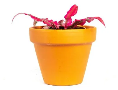 Obrázek produktu pro Gardners Cryptanthus Rubin Star, průměr 6 cm