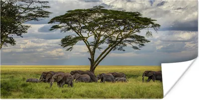 Produktbild von MuchoWow® Poster Elefantenfamilie unter einem Baum im Serengeti-Nationalpark 160x80 cm - Foto Poster