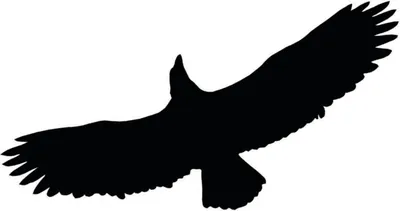 Imagen del producto de Repelente Para Aves - Adhesivo L40 - Mxl Ab L40