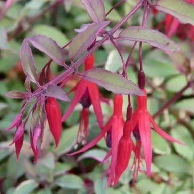 Image de 6 plants de fuchsia - Fuchsia magellanica 'Tricolor' | Pot de 9x9 cm