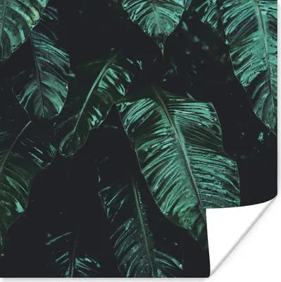 Produktbild von MuchoWow® Poster Dschungel - Palme - Blätter - Tropisch 75x75 cm - Wand Dekoration
