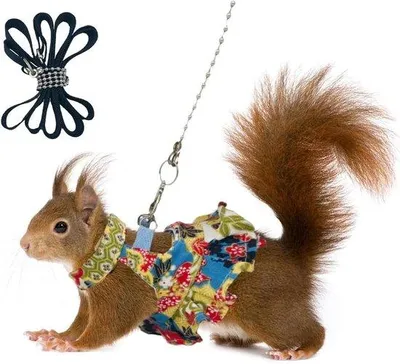 Image de Kit de harnais M ajustable pour petits animaux, avec fonction anti-secousse