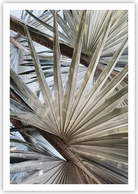 Produktbild von Poster - Poster ohne Rahmen - Blatt Palme Natur - 70x100 cm - Wand Bild - Wanddeko - Wandbilder - Kunstposter - Wandposter - Bilder - Kunstdruck - Wanddekoration - Wandbild - P2XPA70x100-5056