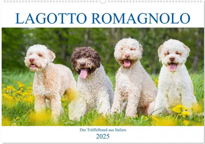 Produktbild von Lagotto Romagnolo - Der Trüffelhund aus Italien (Wandkalender 2025 DIN A2 quer), CALVENDO Monatskalender