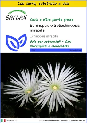 Immagine prodotto di SAFLAX Insieme di coltivazione - Echinopsis o Setiechinopsis mirabilis - 40 semi - Echinopsis