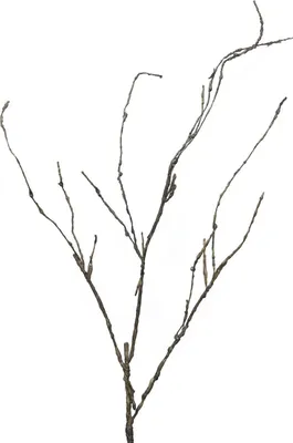 Produktbild von artplants.de Deko Zweig Korkenzieherweide LIFEN, braun, 95 cm - Korkenzieher Deko AST