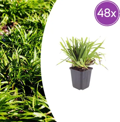 Image de Luzula sylvatica | 48 pièces - 10-25cm - Ø9cm - Plante de jardin