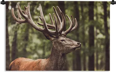 Produktbild von MuchoWow® Wandteppich Wandbehang Hirsch - Natur - Geweih - Wald - Tiere 60x40 cm Tapisserie Dekoration Wandtuch - Wanddekorationen