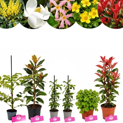 Produktbild von Pflanzenpaket Immergrüner Garten – 6 Pflanzen für ca. 6 m²