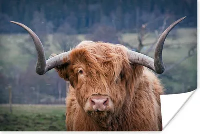 Produktbild von MuchoWow® Poster Schottischer Highlander - Kuhkopf - Landschaft - Natur - Kuh 180x120 cm - Fotoplakat