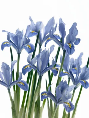 Produktbild von Iris reticulata 'Alida', Zwerg-Iris, blau, ca. 9x9 cm Topf