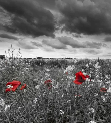 Produktbild von Fototapete - Poppies Black 225x250cm - Vliestapete