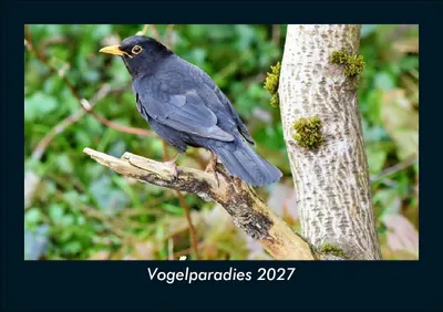 Produktbild von Vogelparadies 2027 Fotokalender DIN A5