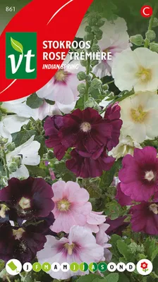 Obrázok produktu pre Semená Stockrose Aubade - Približne. 0,2 gr | VT_861
