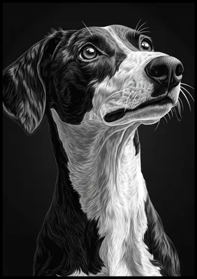 Produktbild von Plakat 70x100cm Tierporträt für Wohnzimmer | Greyhound | Schwarz Weiß