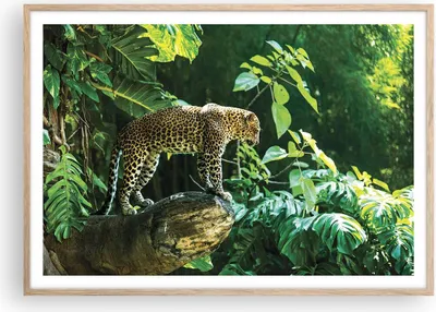 Produktbild von Gerahmtes Poster - Rahmen in heller Eiche - Dschungel Leopard Panther - 100x70 cm - Wand Bild - Wanddeko - Wandbilder - Kunstposter - Wandposter - Bilderrahmen - Bilder - Kunstdruck - P2NAA100x70-4502