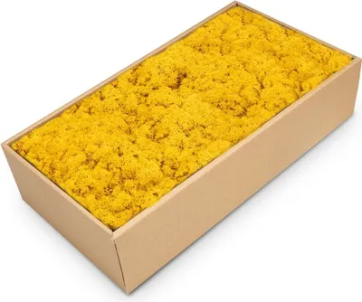 Produktbild von Islandmoos Gelb, konserviert, verpackt im Karton mit ca. 500g