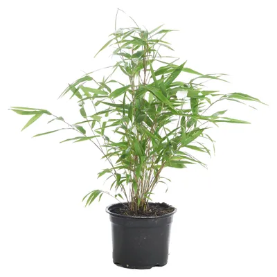 Produktbild von Bloomique - Fargesia Rufa - Bambus Pflanze - Gartenpflanze - Balkonpflanzen - Winterhart - Nicht Invasiv - Höhe 10-20 cm - Topf 10 cm