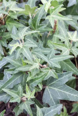 Produktbild von Efeu 'Asterisk' - Hedera helix 'Asterisk', winterhart, grüns Laub - 12 cm