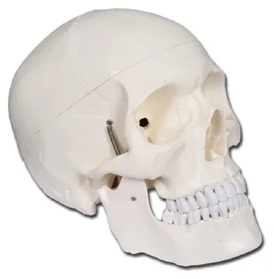 Menschlicher Schädel, anatomisches Modell, zerlegbar, 1 St.