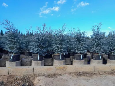 Zdjęcie produktu dla Sunny Tree - Eucalyptus gunnii 'Azura' 140 cm - Zimotrwałość - Sunny Tree